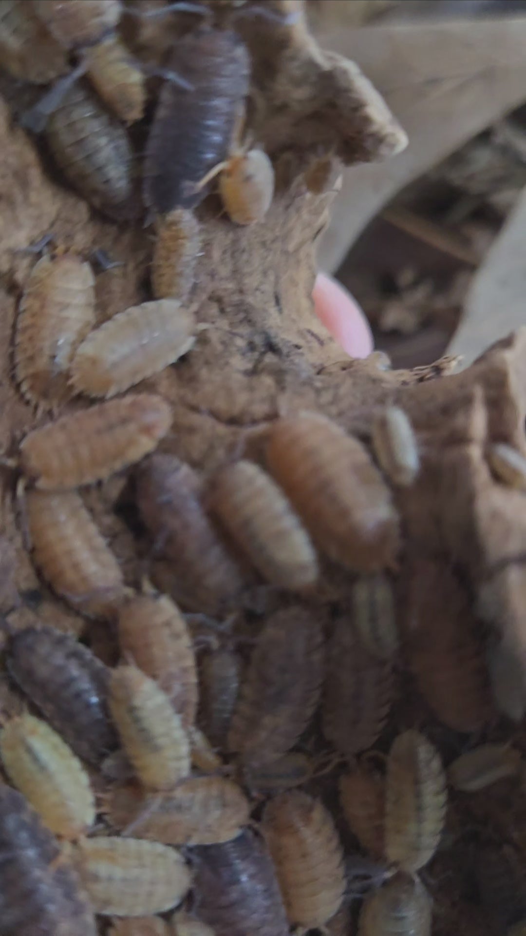 Video of Porcellio scaber Orin's Calico isopods in a terrarium.