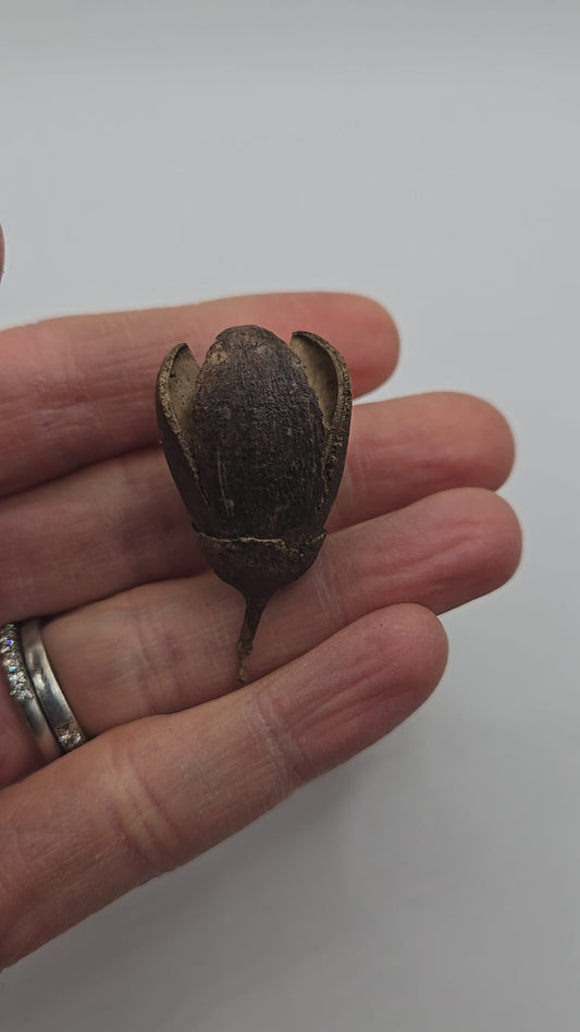 Bakuli Pods