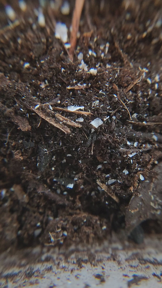 Siera dowlingi silver springtails burrowing in the semi-arid soil.