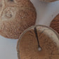 Coconut Shell Half