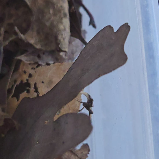 Video of premium quality Porcellio scaer isopods.