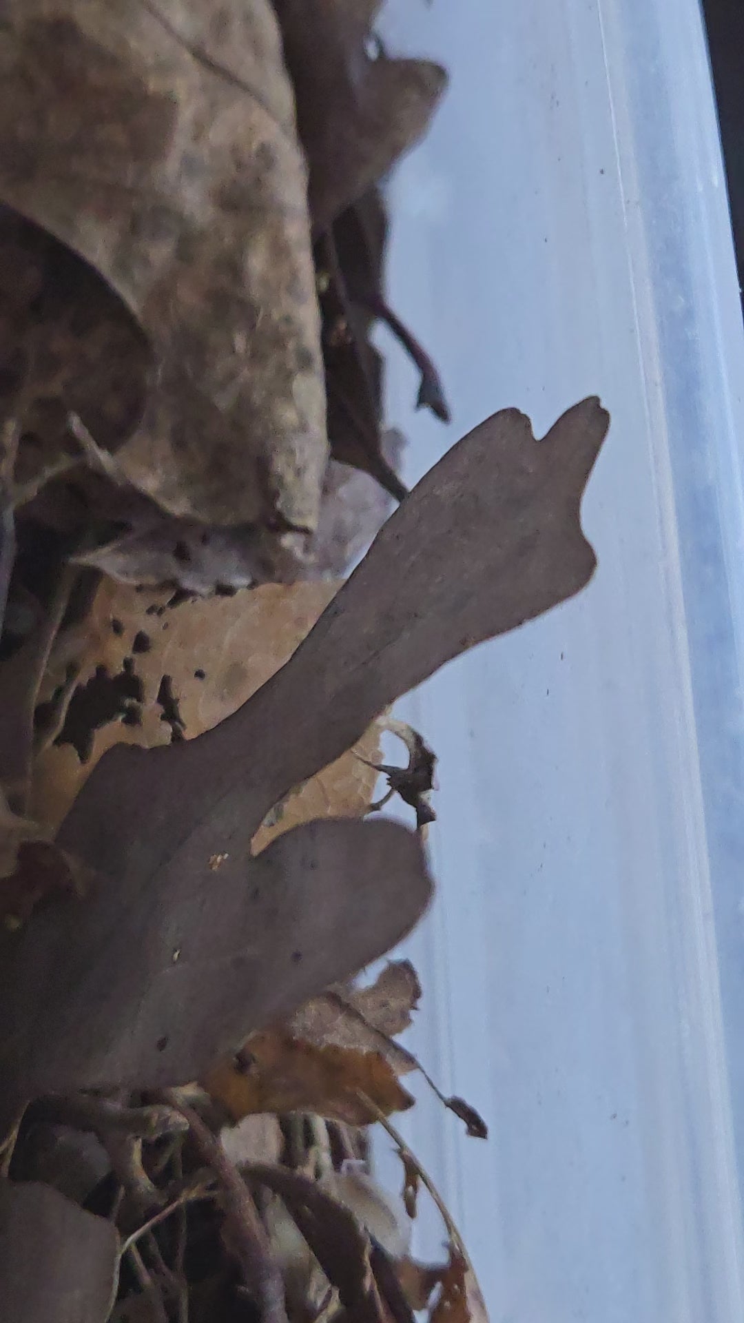 Video of premium quality Porcellio scaer isopods.