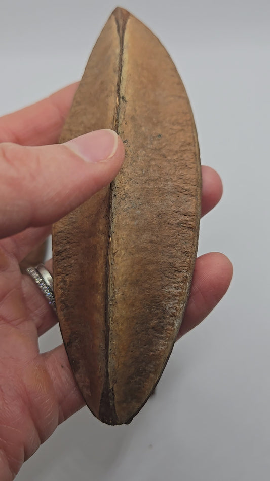 Antiquorum Triangle Seed Pods - 3 Count