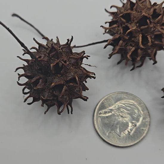 video showing 3 brown prickly sweetgum pods near a coin for size reference.  