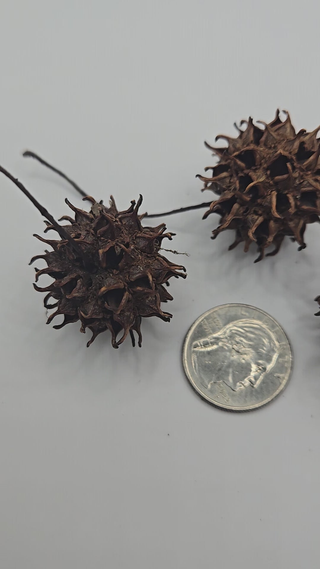 video showing 3 brown prickly sweetgum pods near a coin for size reference.  
