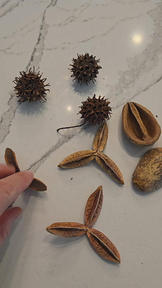 Assorted Small Seed Pod Pack