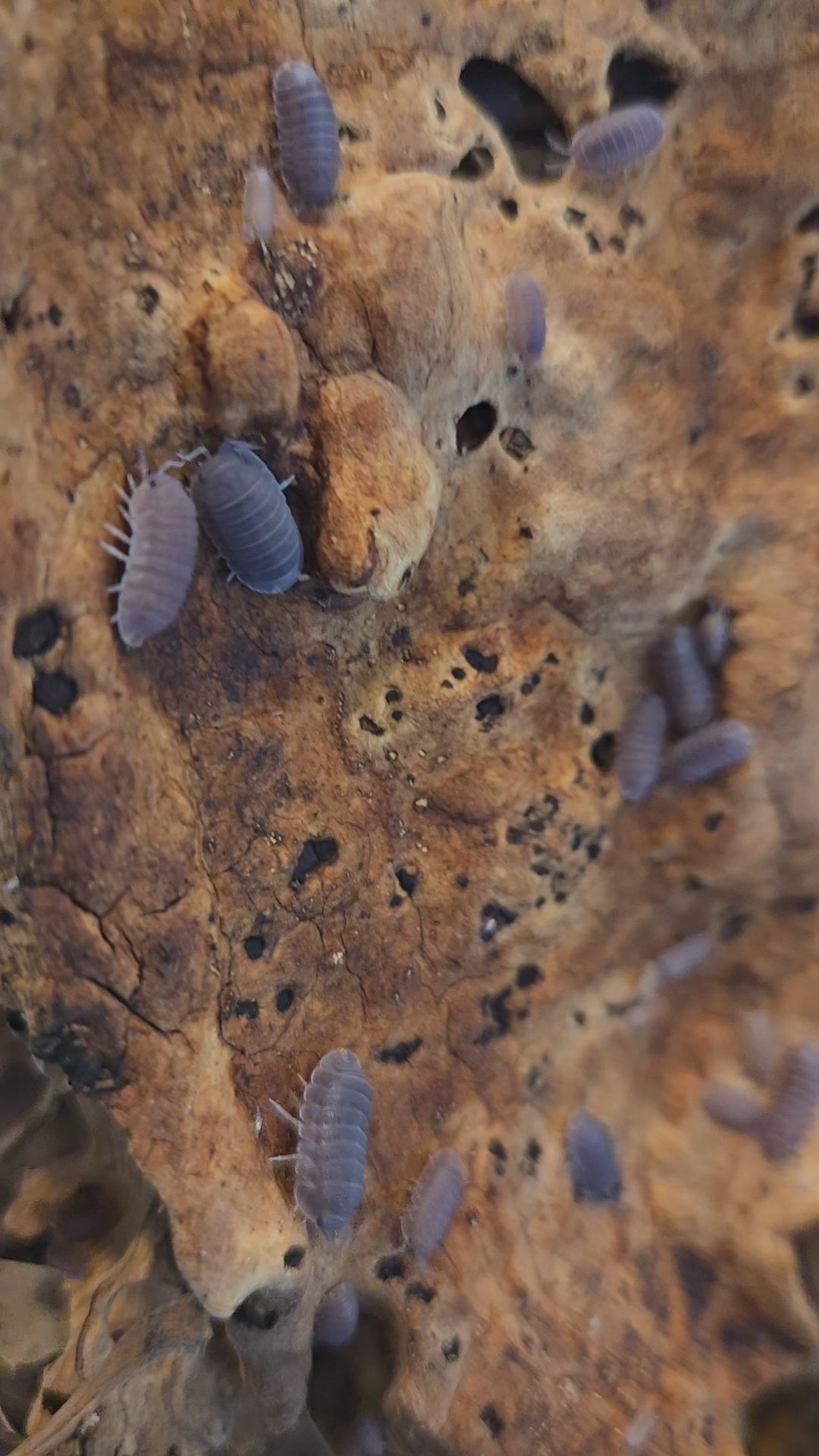 Video of Cubaris pill bugs in a frog terrarium.