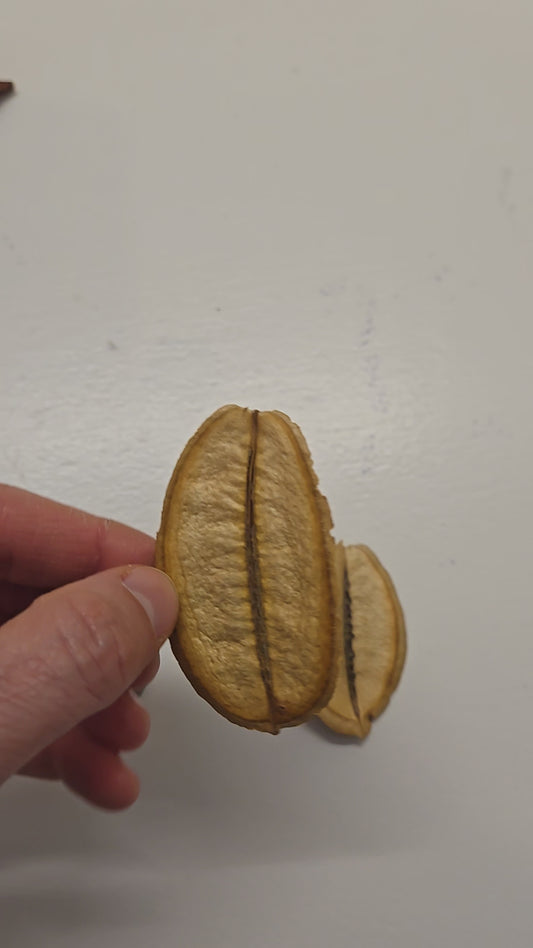 Video of flat seed pods that are dark brown on one side and lighter brown on the other side