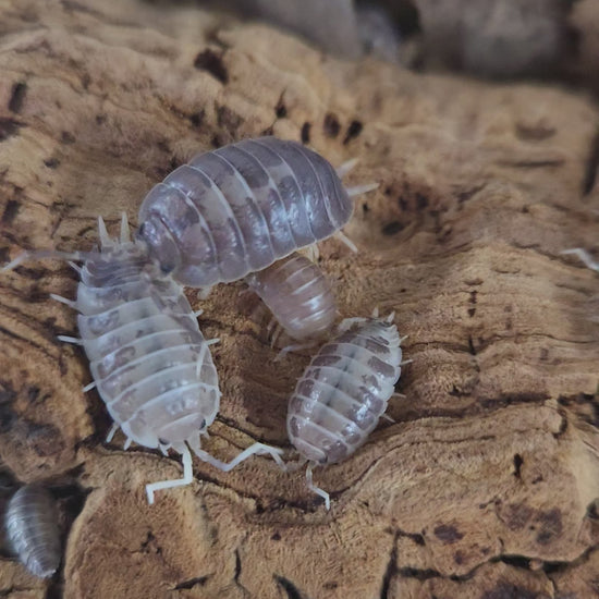 Video of silly Porcellio laevis milkback isopods.