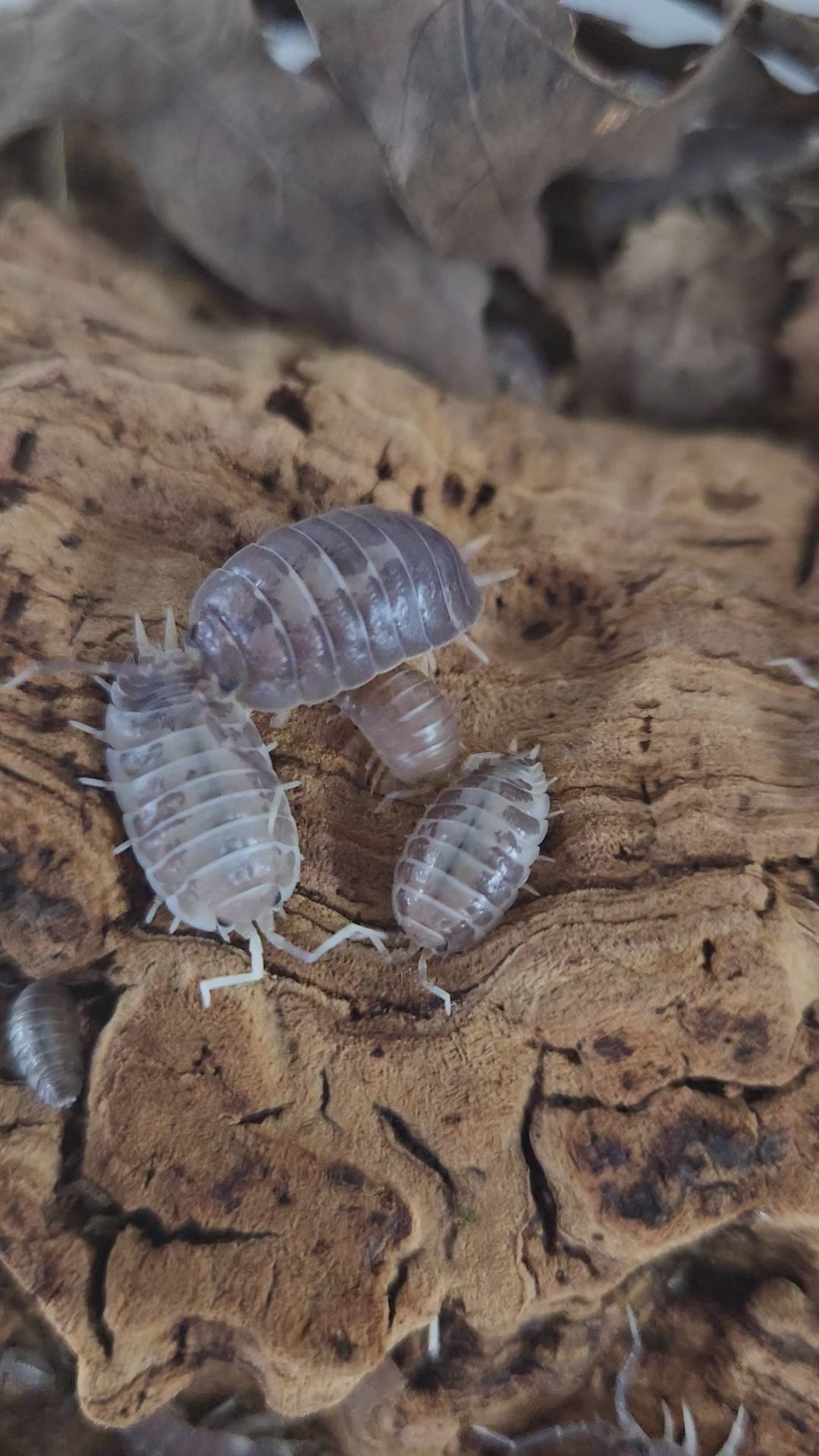 Video of silly Porcellio laevis milkback isopods.