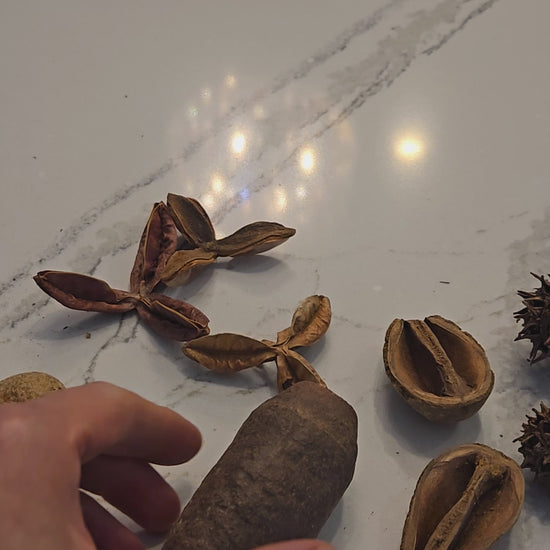 Video of seed pods and nut pods being used in terrariums and aquariums.