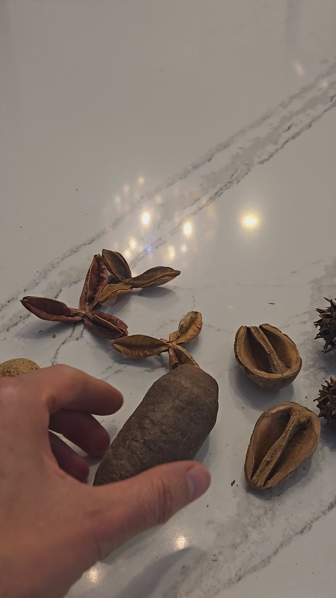 Video of seed pods and nut pods being used in terrariums and aquariums.