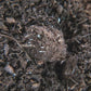 Video of Collembola white temperate Folsomia candida springtails crawling and burrowing in soil substrate.