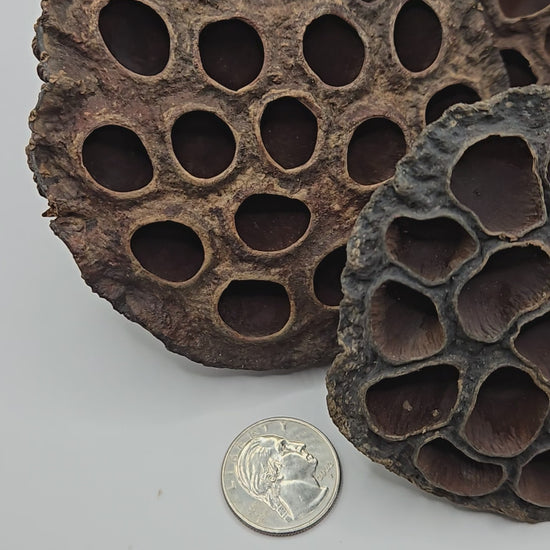 video showing the size, brown color, and round shape and wrinkled texture of the seed pods 