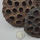 video showing the size, brown color, and round shape and wrinkled texture of the seed pods 