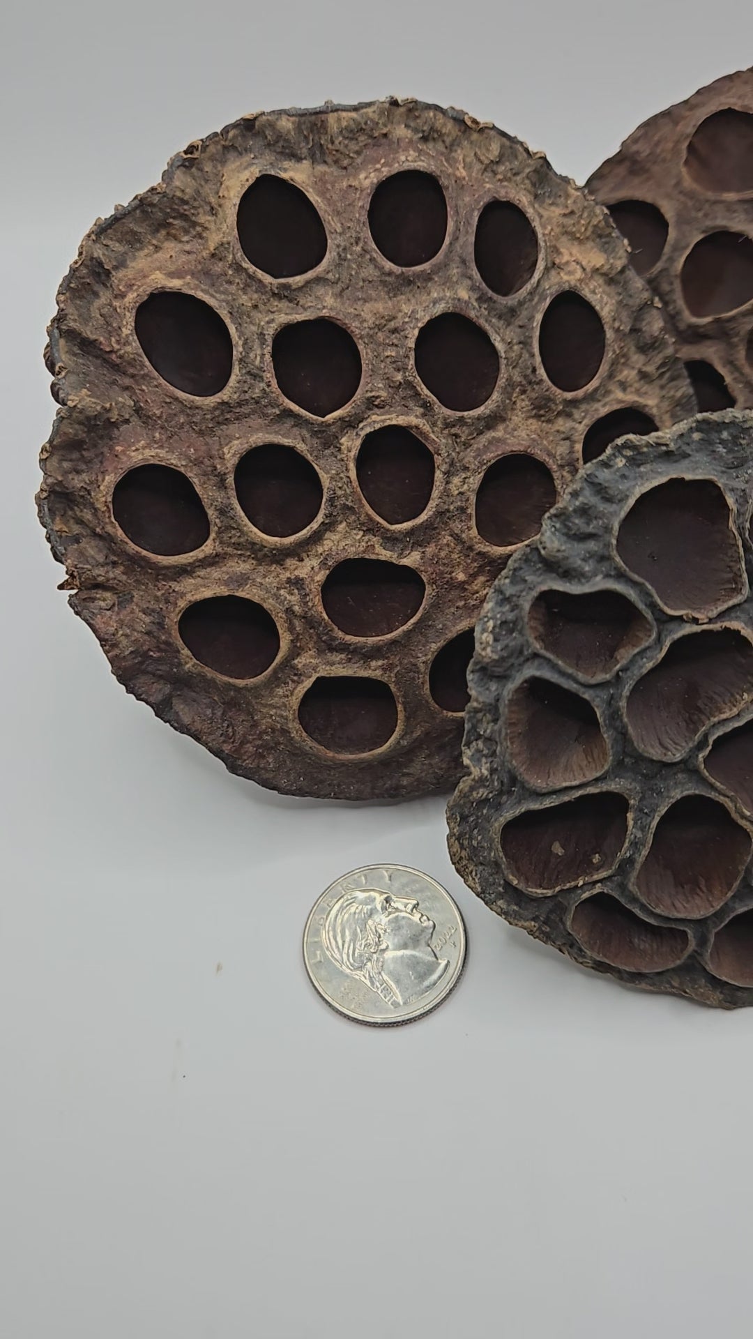 video showing the size, brown color, and round shape and wrinkled texture of the seed pods 