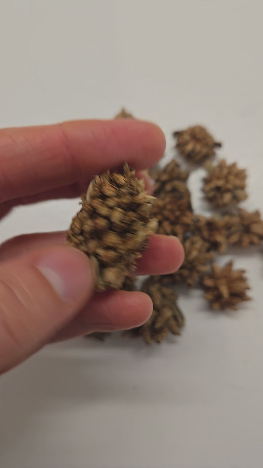 Star Flower Pods - 10 Count