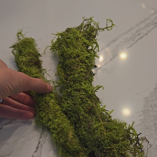 Video of branches covered in moss.