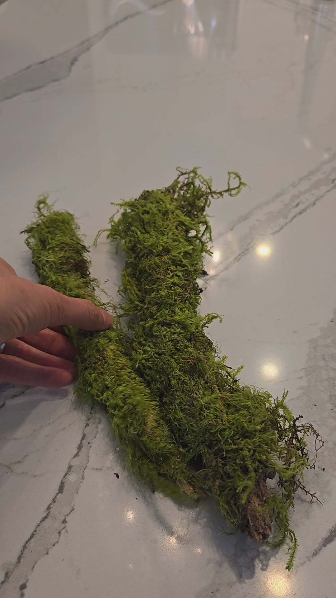 Video of branches covered in moss.