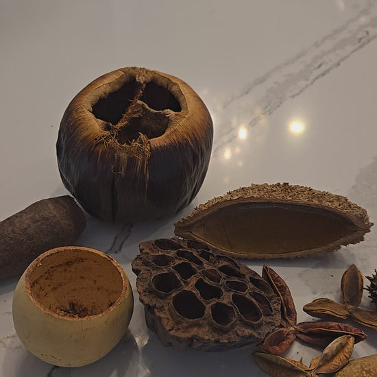 Video of seed pods and nut pods being used in aquariums and bioactive tanks.