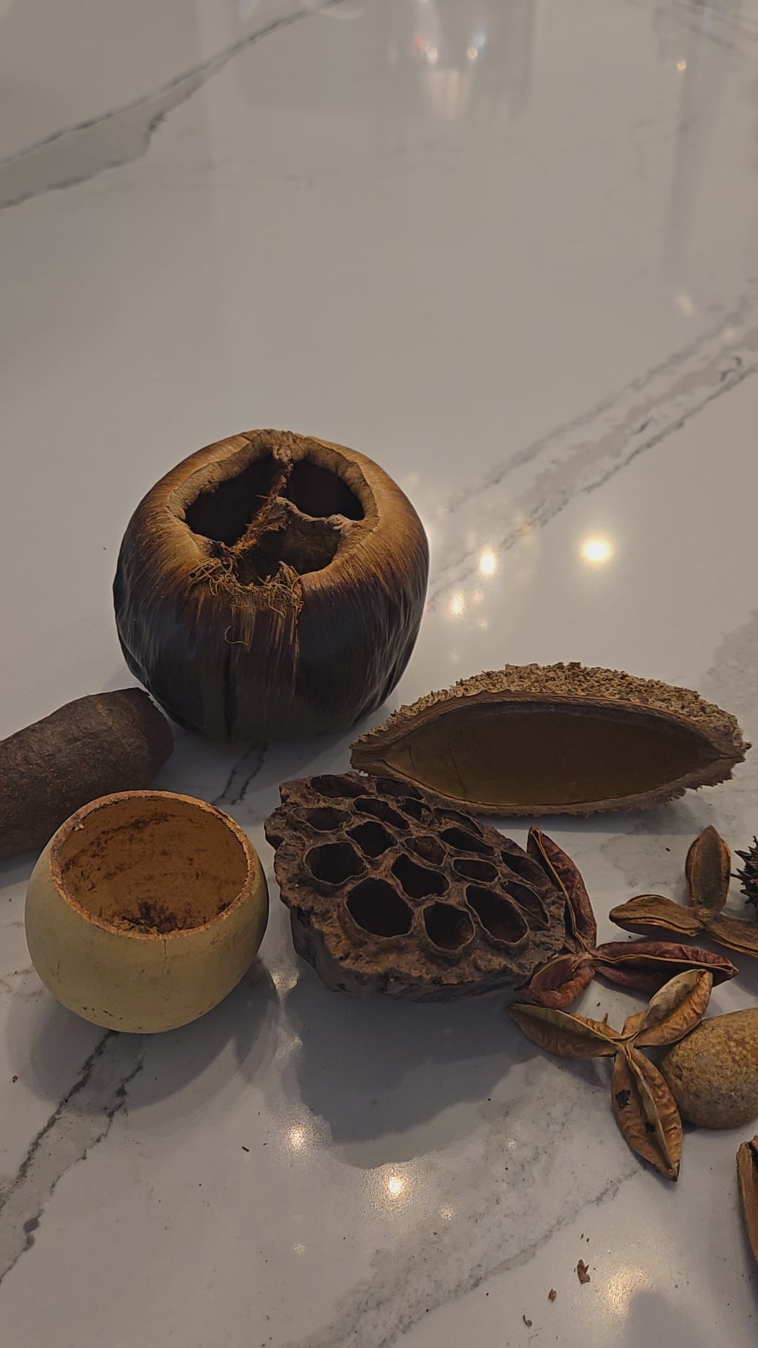 Video of seed pods and nut pods being used in aquariums and bioactive tanks.