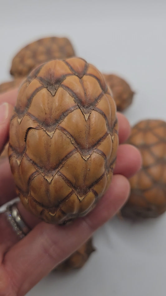 Dragon Egg Pod (Uxi Pod)