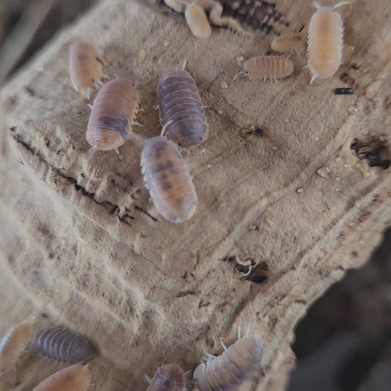 Video of cubaris anemone isopods in a gecko terrarium.