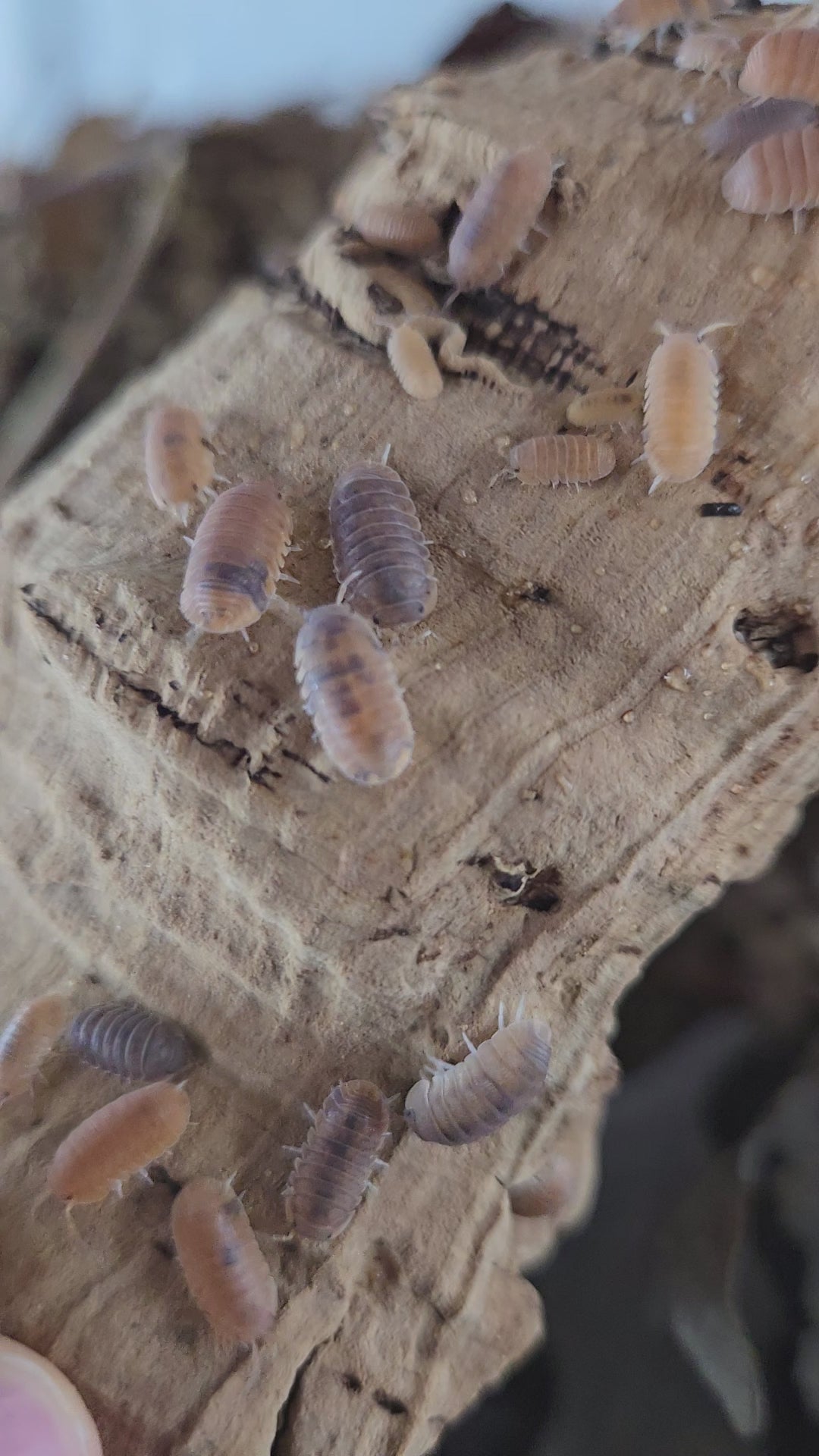 Video of cubaris anemone isopods in a gecko terrarium.