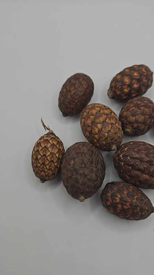 Nine brown egg-shaped dried seed pods with a textured shell.