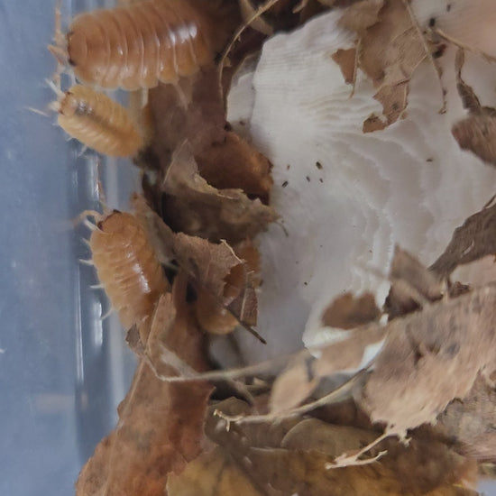 Video of Porcellio laevis orange isopods running on bark.