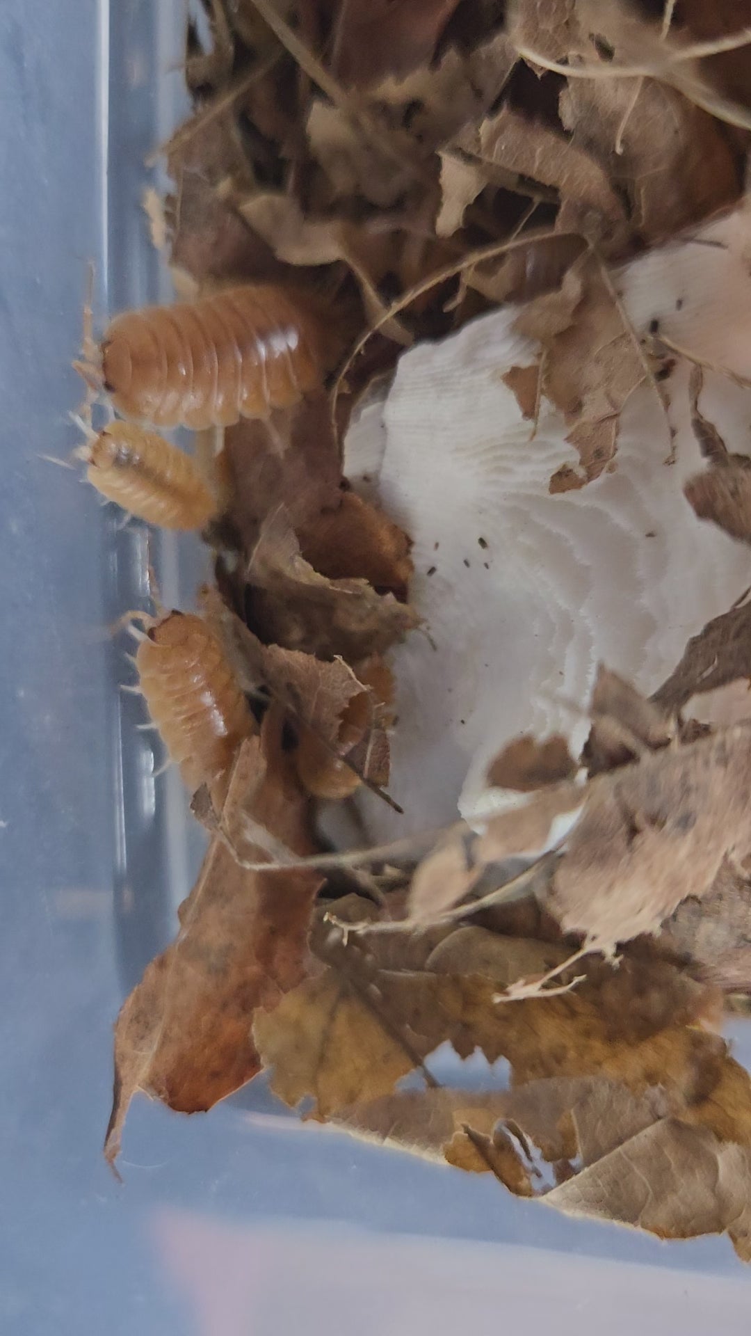 Video of Porcellio laevis orange isopods running on bark.