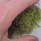 Mossy Branch Pieces - 3 Count