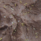 Video of Ceratophysella Yellow springtails moving around a clay culture.