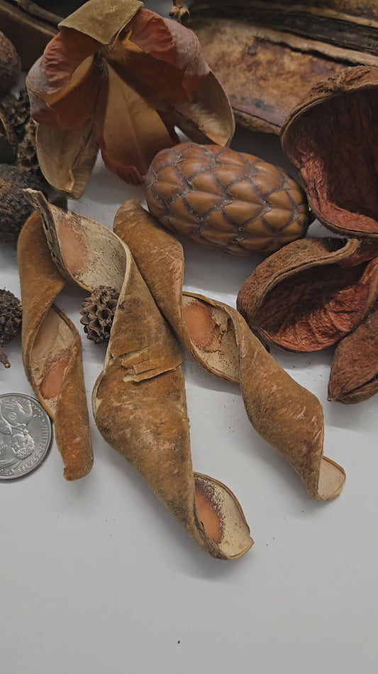 Premium 36-Piece Assorted Seed Pod Botanical Pack