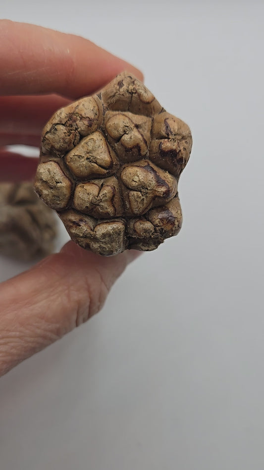 Camel Fruit Pods