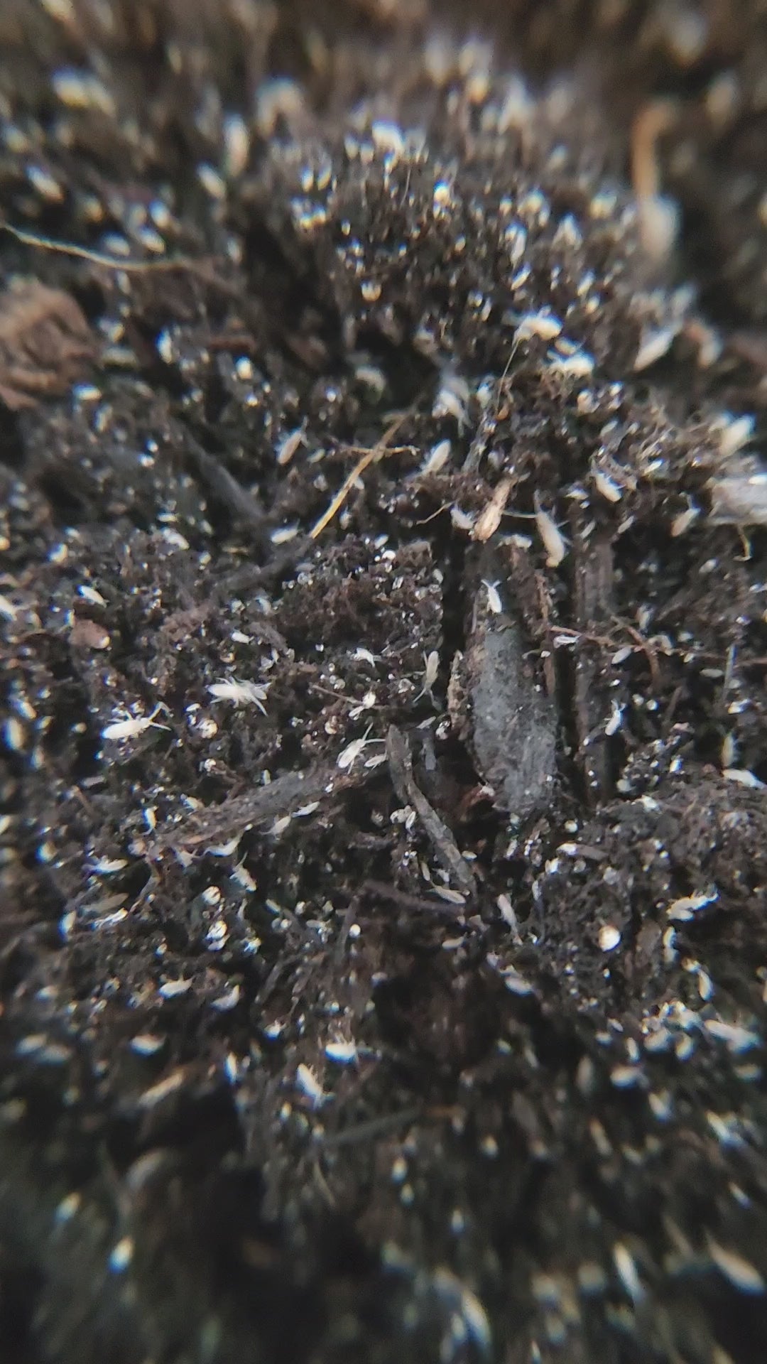 Video of Coecobry communis pink tropical springtails in a soil culture.