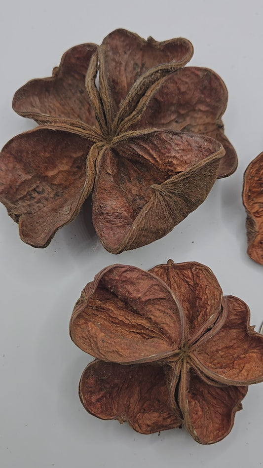 Video of Three brown dried land lotus flowers with four petals