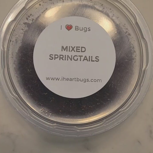 Video of several species of springtails in a deli cup for sale.