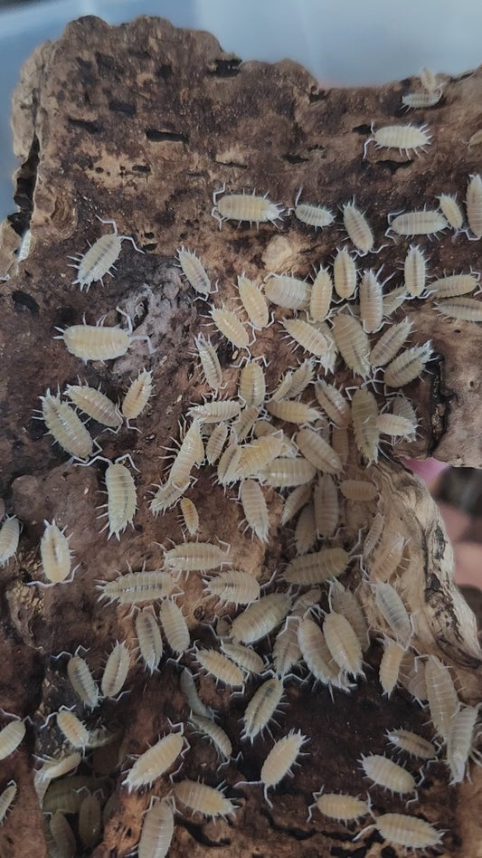 Video of uncommon Porcellionides pruinosus Whiteout isopods in a terrarium.