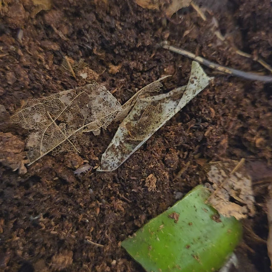 Video of dwarf purple isopods in the soil.