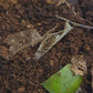 Video of dwarf purple isopods in the soil.