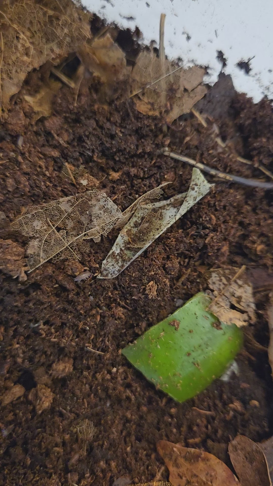 Video of dwarf purple isopods in the soil.