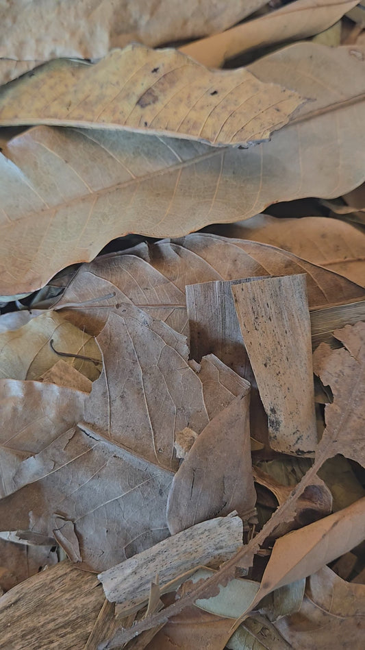 Tropical Leaf Litter Mix - MUST PURCHASE SEPARATELY IF ORDERING ISOPODS AND/OR SPRINGTAILS