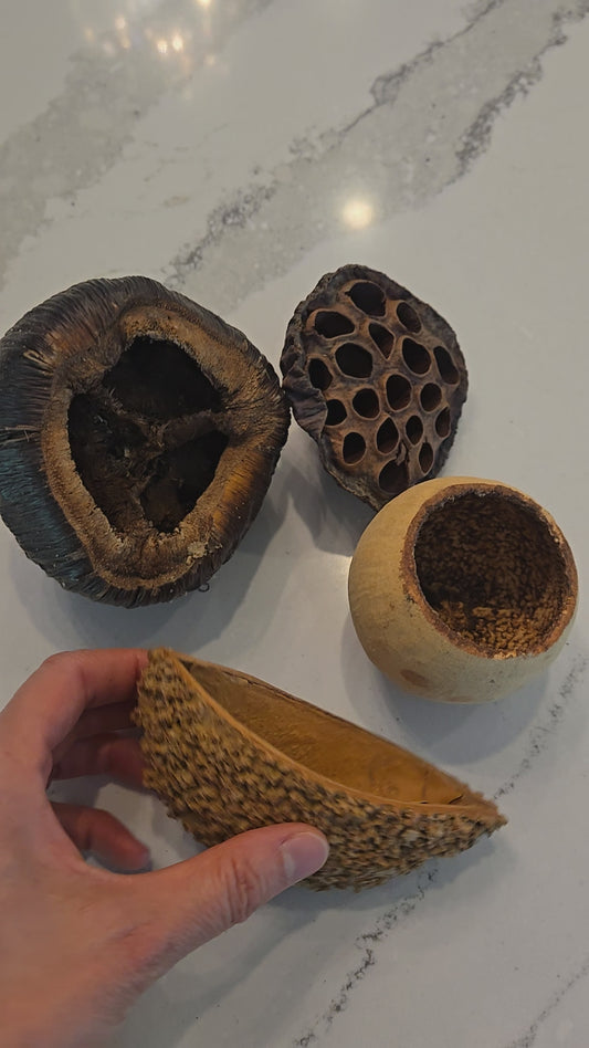 Large Seed Pod Pack