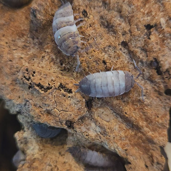 Video of Porcellio scaber Skewball Tri in a bioactive terrarium.