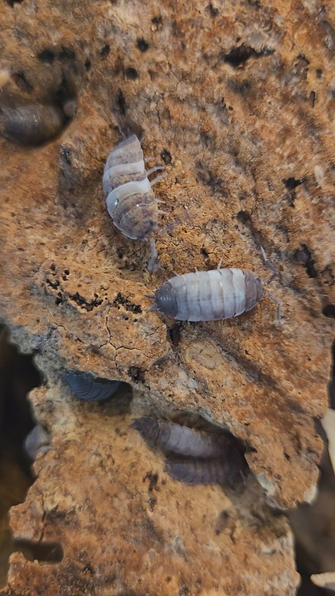 Video of Porcellio scaber Skewball Tri in a bioactive terrarium.