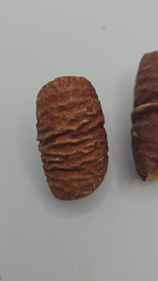 Video showing four reddish brown dried seed pods that are curled and have a textured surface near a coin for size reference 