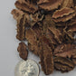 Mini Arjuna Seed Pods- 1 oz (approx. 100-110)