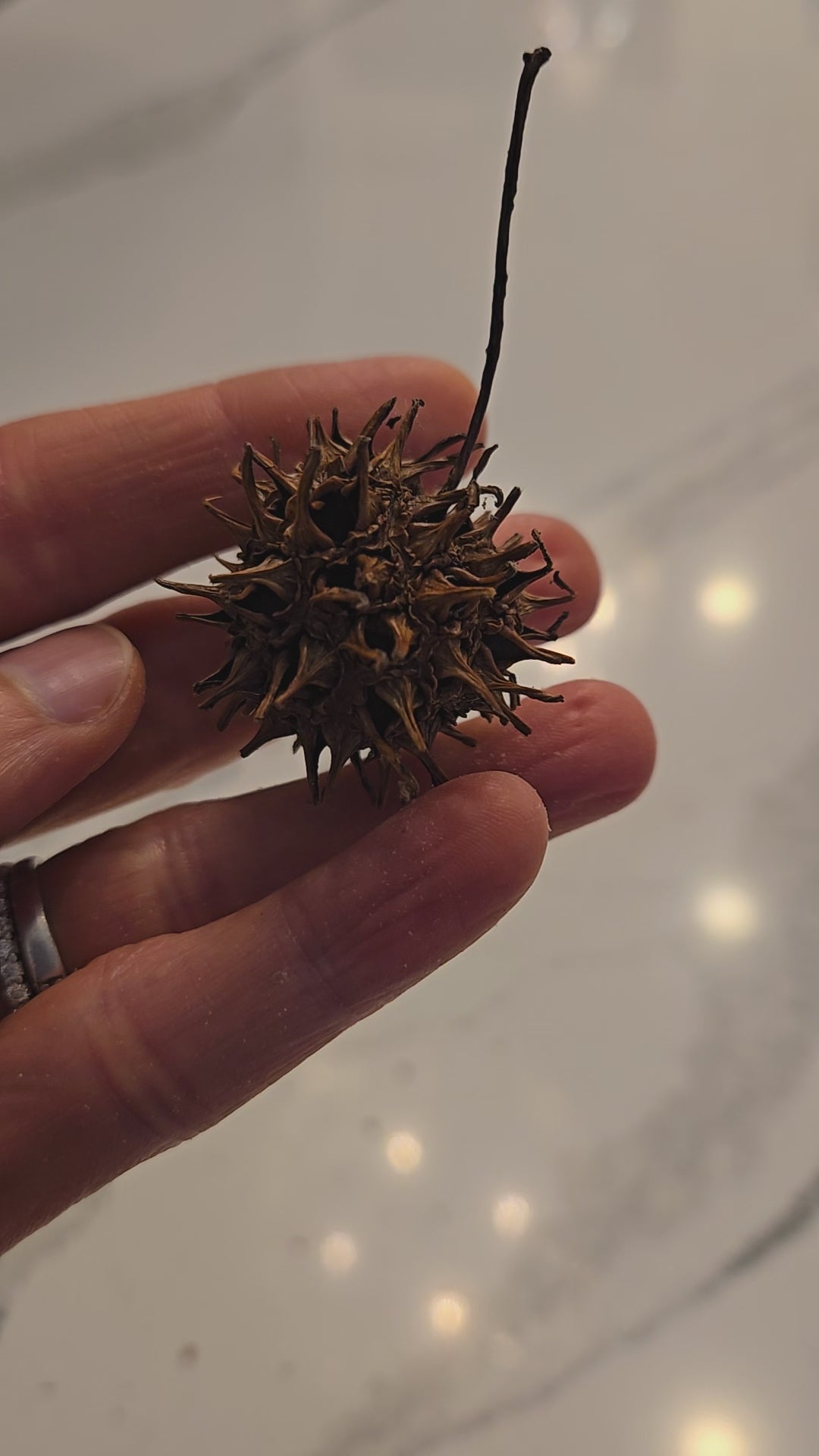 Video showing the size of sweetgum pods.