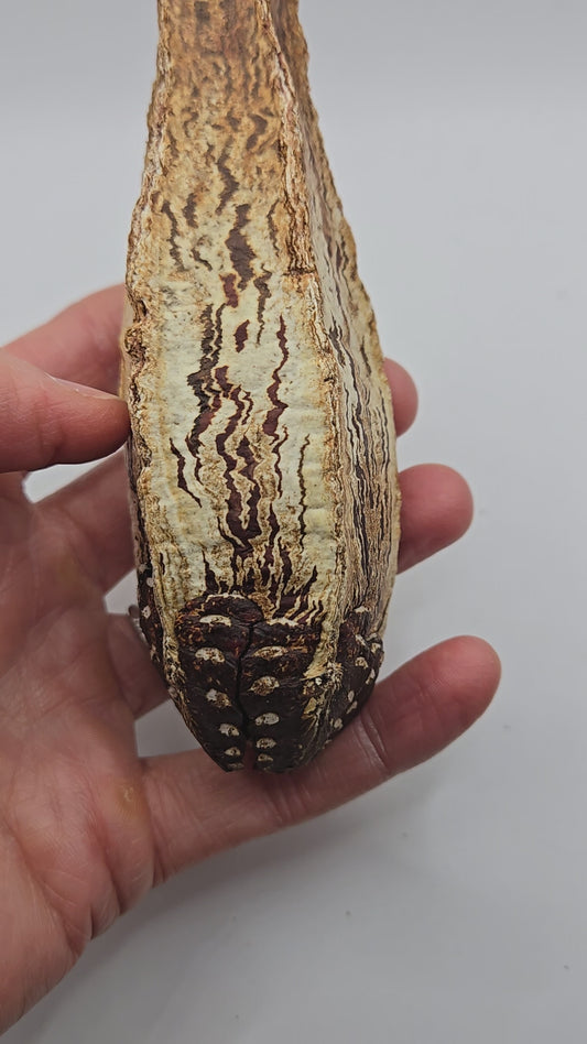 Mahogany Seed Pods - 3 Count